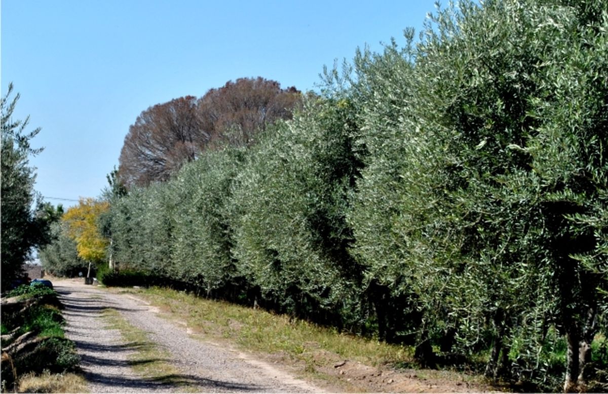 En extinción: de 20.000 hectáreas de olivo quedan 5.000 en Mendoza 