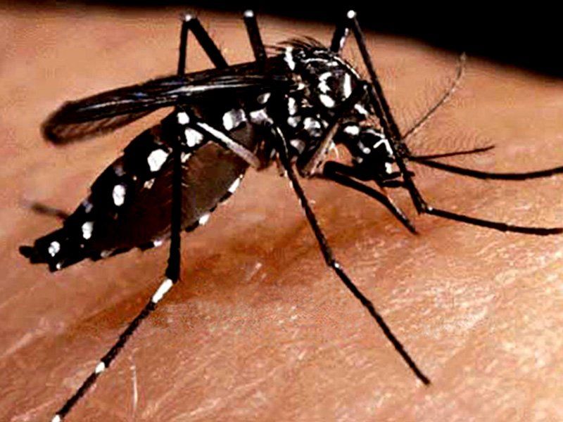 Mendoza reforzó la prevención para evitar el contagio de dengue