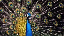 Pocos conocen cómo se llama la cría del pavo y la RAE lo confirmó