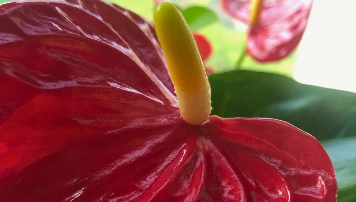 Florece en las temporadas de primavera, con la llegada del calor Florece en las temporadas de primavera, con la llegada del calor