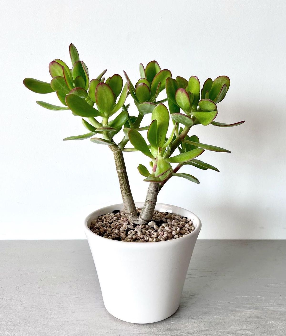 Árbol de Jade. Árbol de Jade.