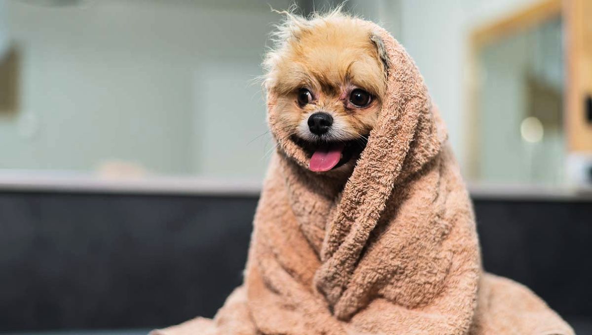 Una toalla caliente puede ser todo lo que necesitas para calmar a tu mascota
