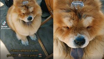 La viral y tierna forma en la que refrescaron a un cachorro