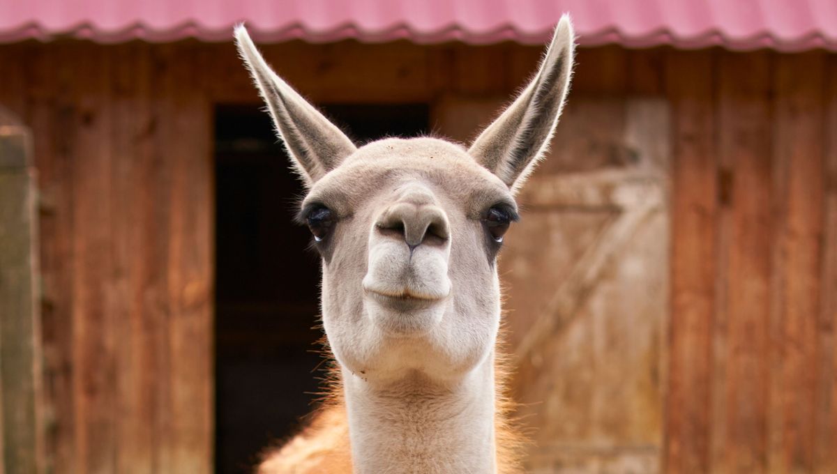 Conoce las diferencias entre estas especies tan populares Conoce las diferencias entre estas especies tan populares