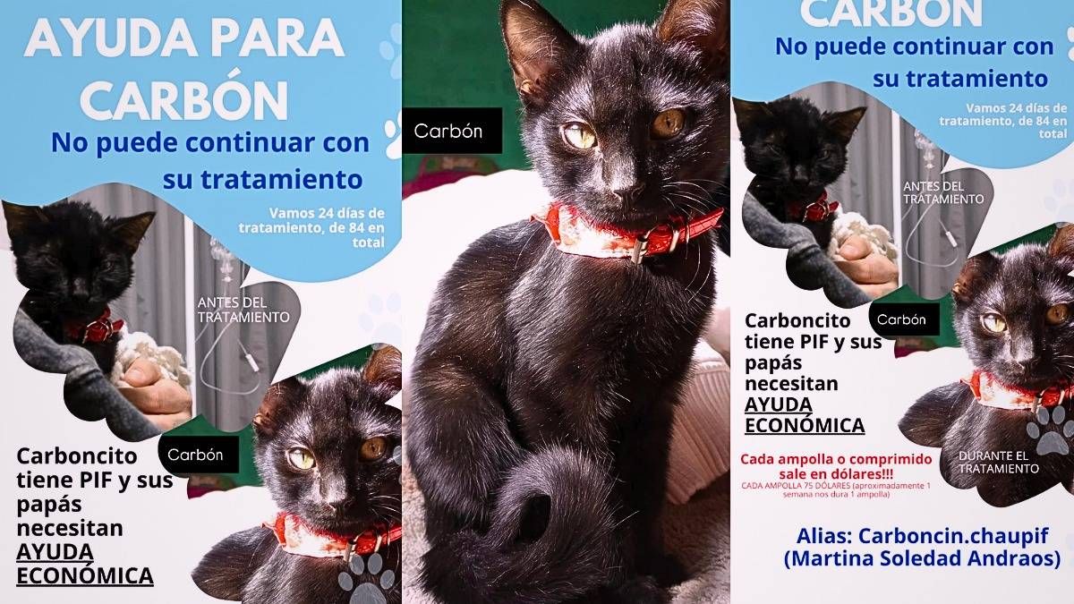 Carbòn necesita ayuda. Su historia conmueve en el Día Internacional del Gato.