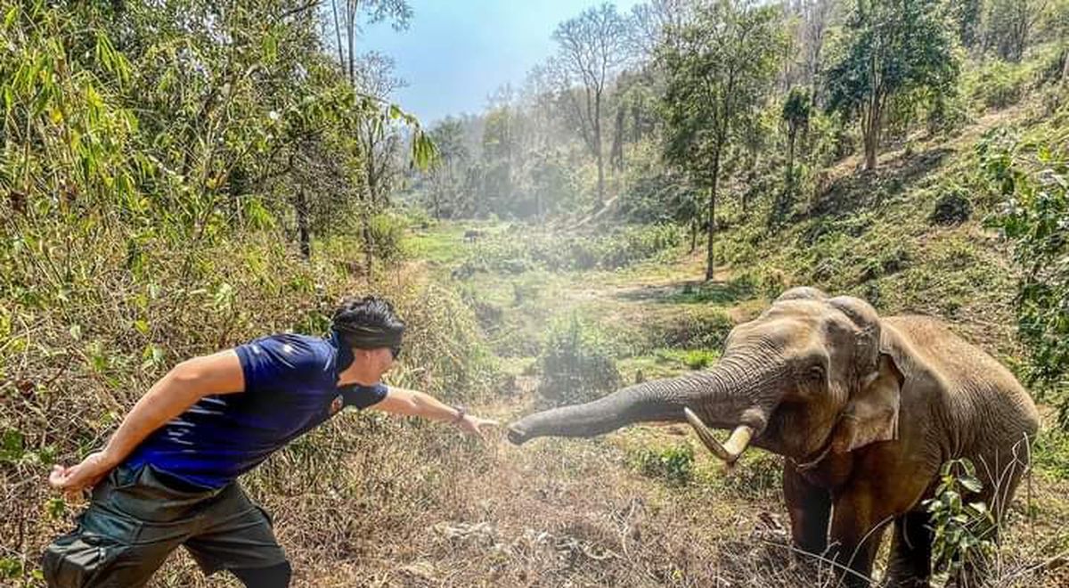 Un elefante reconoció al veterinario que le salvó la vida hacen 12 años