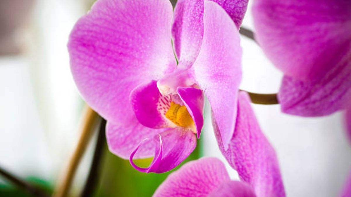 El secreto de expertos en jardinería para que las orquídeas se mantengan vigorosas los 365 días del año