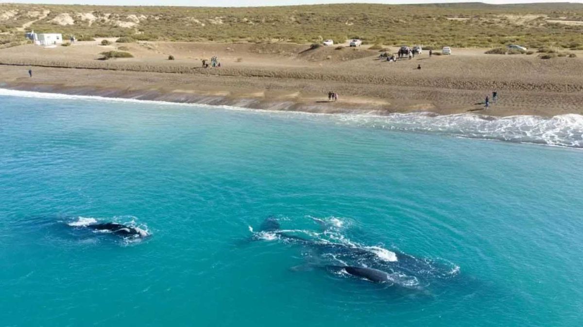 Está en Patagonia argentina: ¿dónde queda una de las mejores playas de Sudamérica?