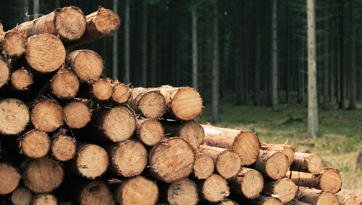 Top 8 mundial: un país de Sudamérica lidera en producción y exportación de madera.