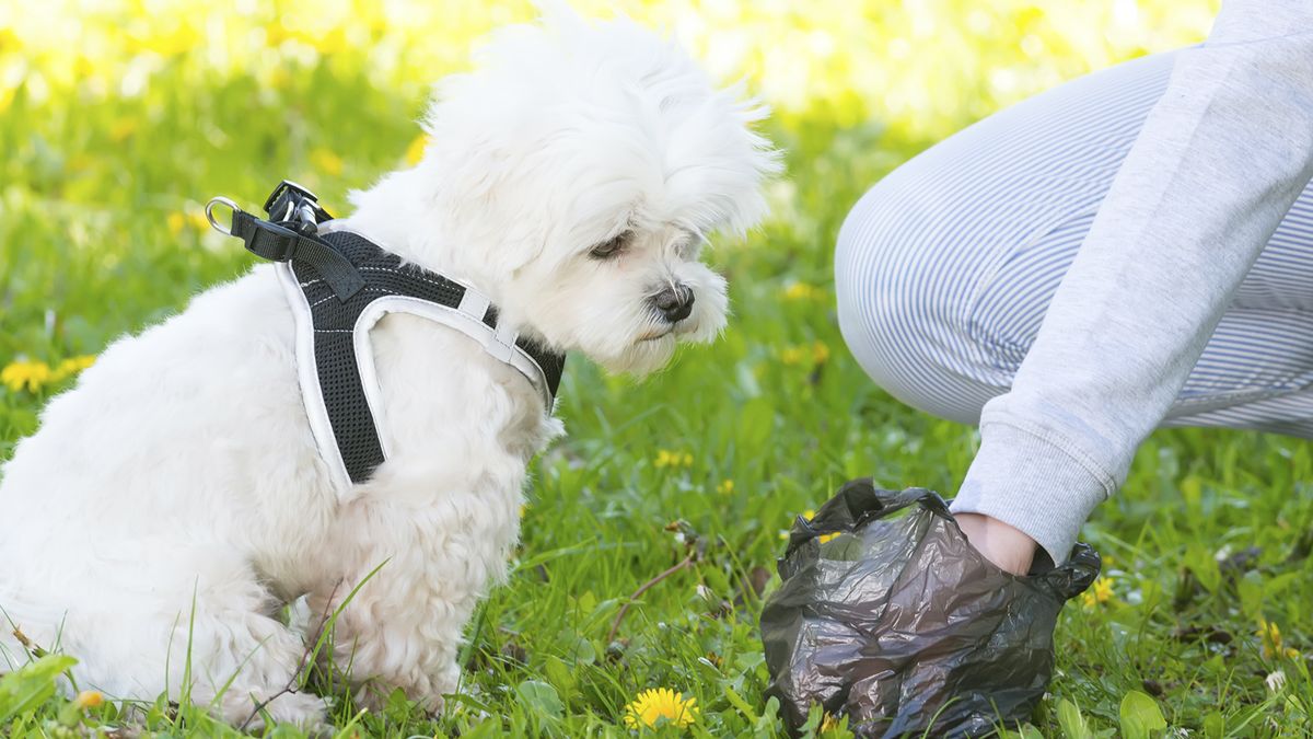 un perro hace caca