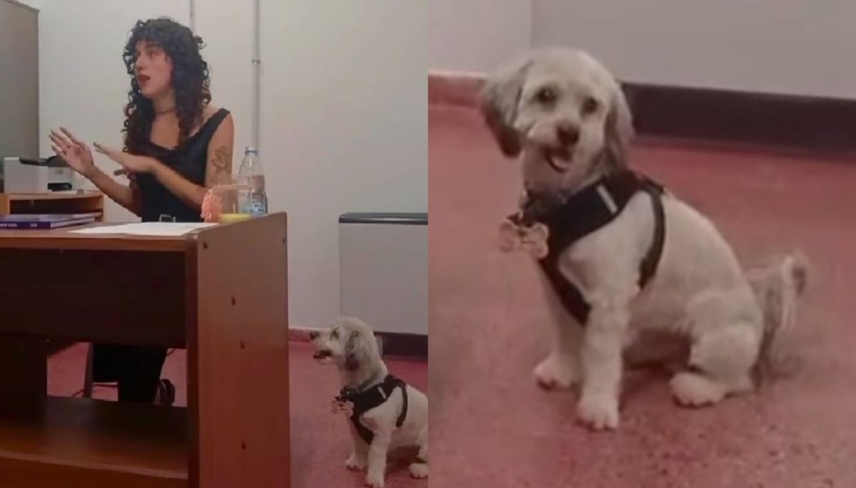 Una estudiante rindió su tesis muy bien acompañada. Imagen: TikTok @nogalag7.