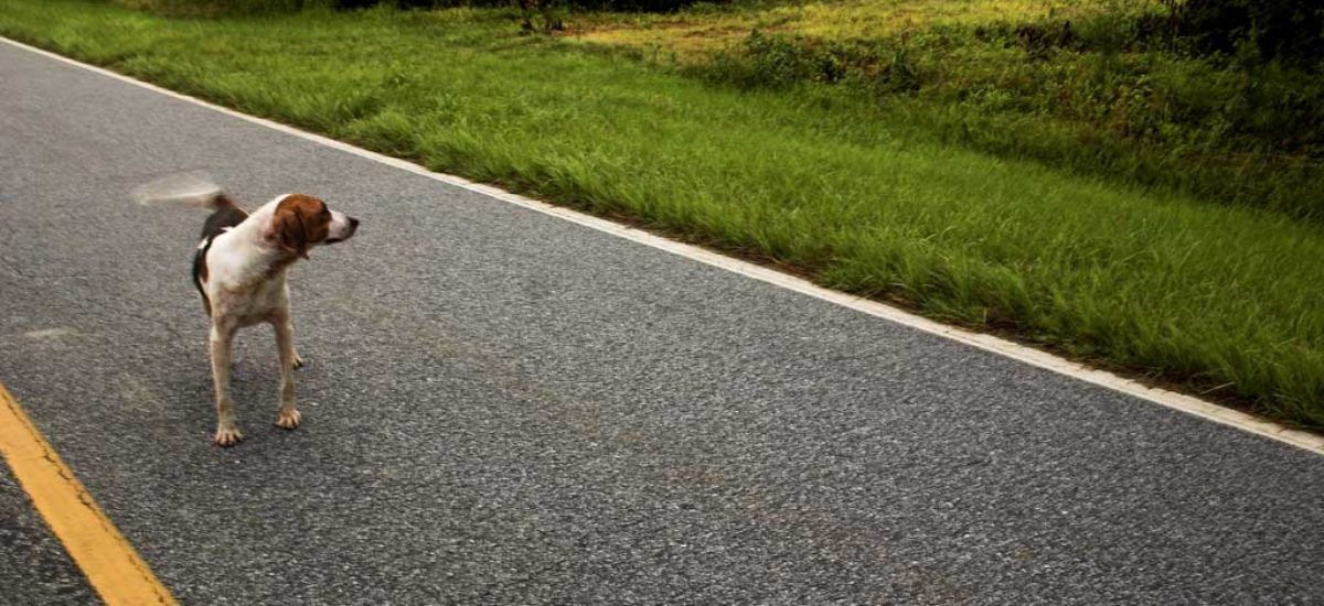 Muchos perros perdidos terminan siendo atropellados en la ruta. Muchos perros perdidos terminan siendo atropellados en la ruta. 
