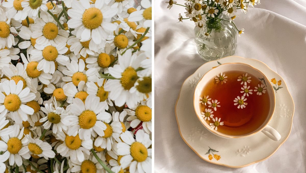 Cómo cultivar una planta de manzanilla desde un saquito de té