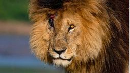 El líder de 900 leones en África: fue el león más longevo y famoso del mundo