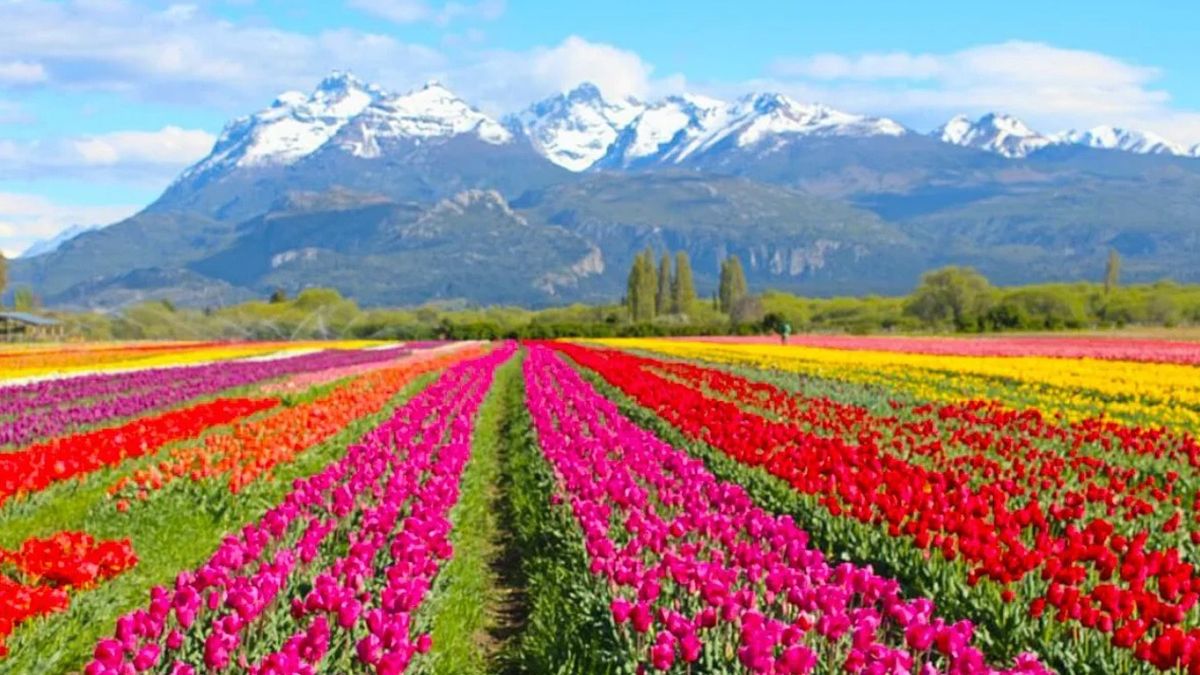 El campo de tulipanes de la Patagonia argentina será el atractivo de los vuelos en globo aerostático El campo de tulipanes de la Patagonia argentina será el atractivo de los vuelos en globo aerostático