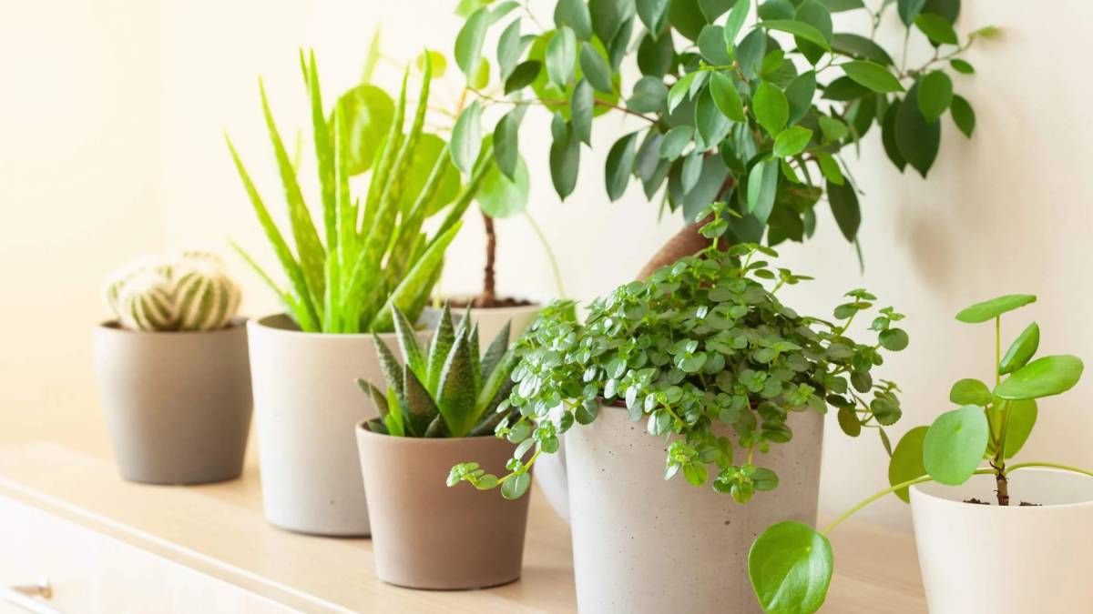 5 plantas para tener en casa y potenciar la abundancia durante este mes