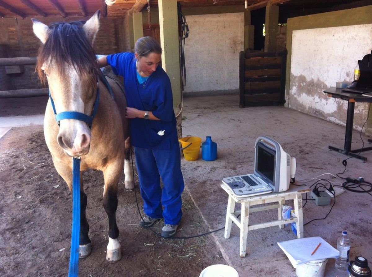 La veterinaria Adriana López Garrido habló de la importancia de brindar un lugar adecuado, con sombra y agua, para que los animales de campo se resguarden del calor. La veterinaria Adriana López Garrido habló de la importancia de brindar un lugar adecuado, con sombra y agua, para que los animales de campo se resguarden del calor.