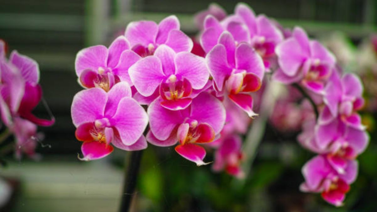 Aprende a cuidar y ayudar a florecer tus orquídeas. 