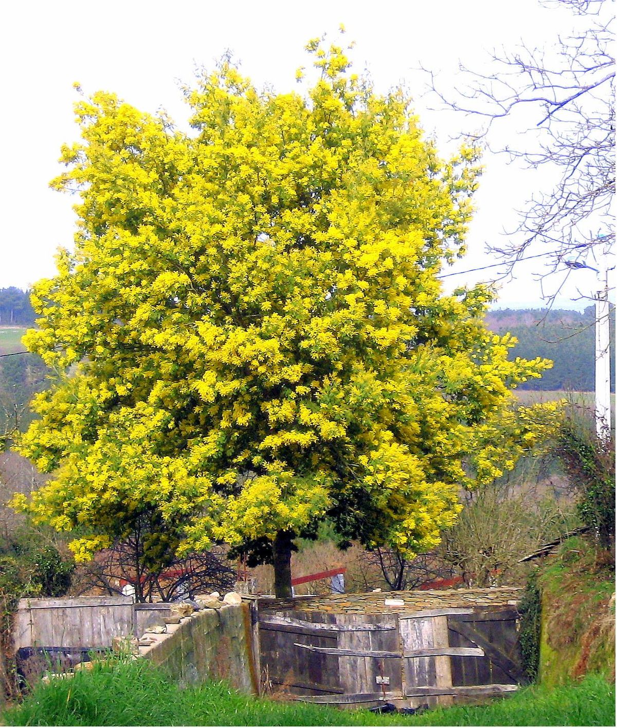 Este árbol es originario del sudeste de Australia y Tasmania. En la actualidad es muy común también en el área de la bahía de San Francisco y la costa sur de California. Este árbol es originario del sudeste de Australia y Tasmania. En la actualidad es muy común también en el área de la bahía de San Francisco y la costa sur de California.