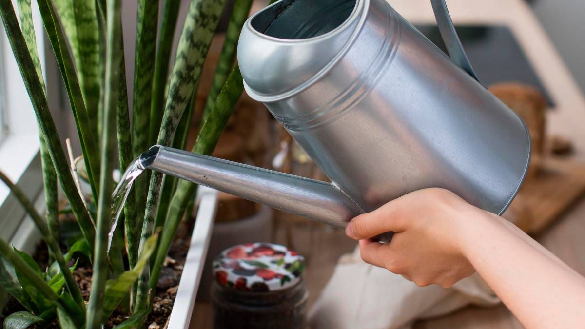 3 abonos caseros para que tus plantas florezcan sin parar