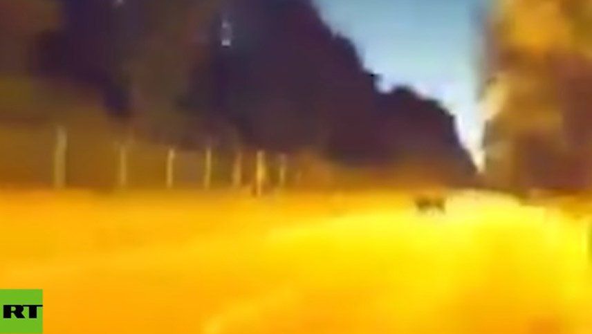 Video: el piloto automático de un auto Tesla esquivó a un cerdo por la noche