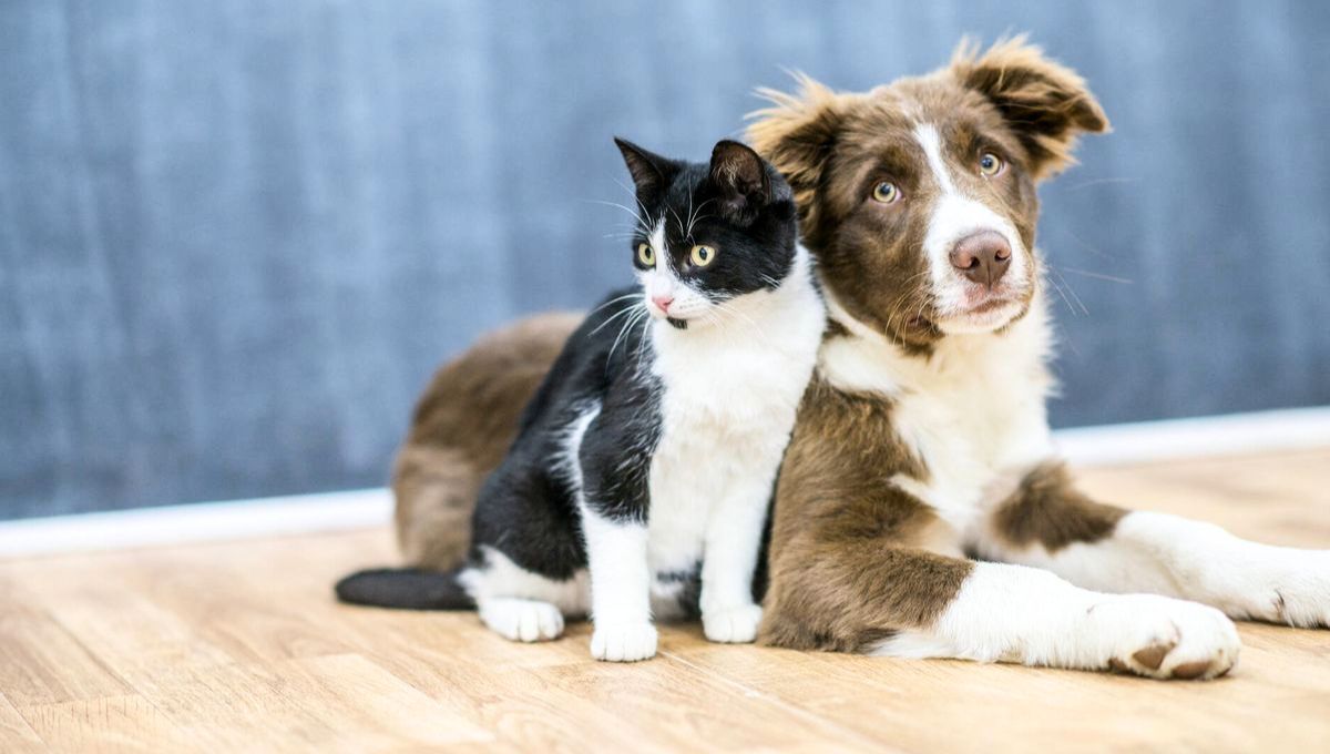 Fácilmente, puedes identificar si tu mascota es diestra o zurda