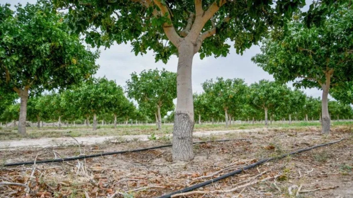 Tubos del sistema de riego por goteo de la finca Pistachos de los Andes. (Foto: Celina Mutti Lovera)