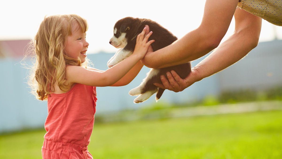 ¿Qué raza de perro elegir si sos dueño primerizo y cuáles no?