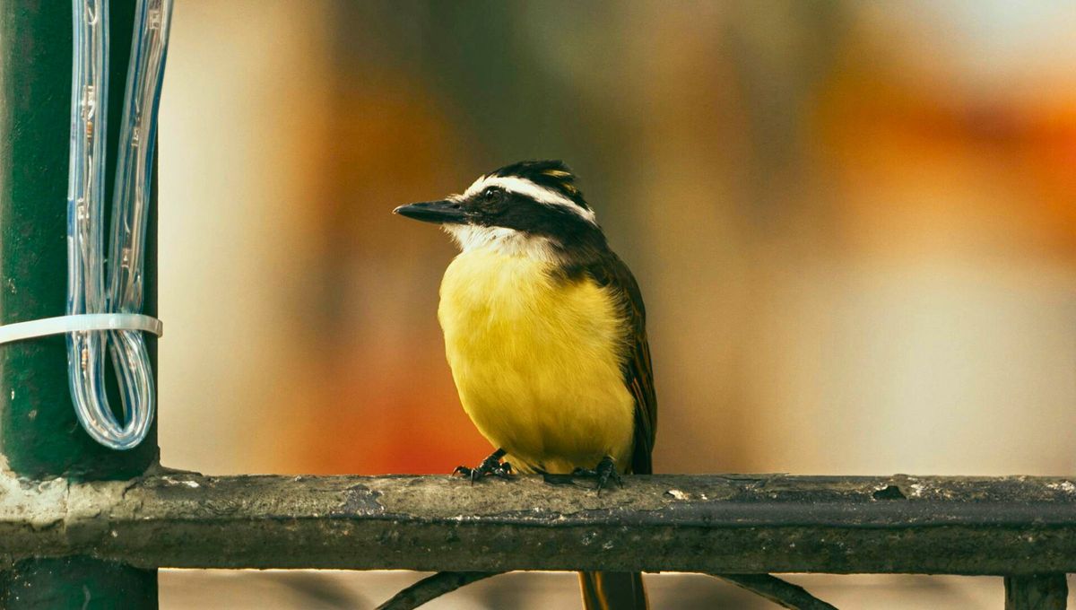 Su canto al mediodía anuncia la visita de personas inesperadas en casa: de qué pájaro se trata