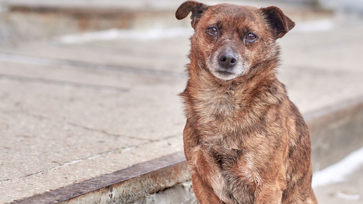 Un restaurante de Mendoza emociona con un gesto para los perros callejeros