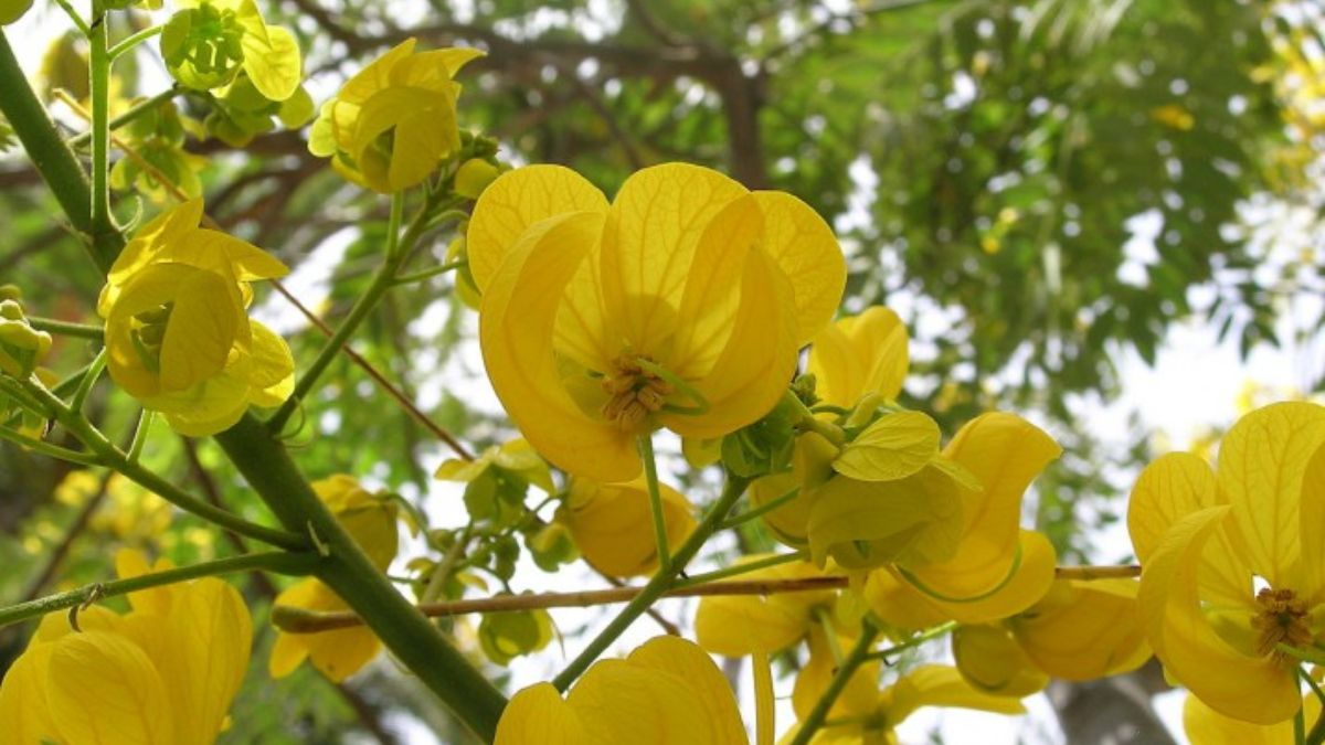 Actualmente, Concepción del Uruguay, en la provincia de Entre Ríos, está forestando solamente con nativas (Foto: Wiki Commons) Actualmente, Concepción del Uruguay, en la provincia de Entre Ríos, está forestando solamente con nativas (Foto: Wiki Commons)