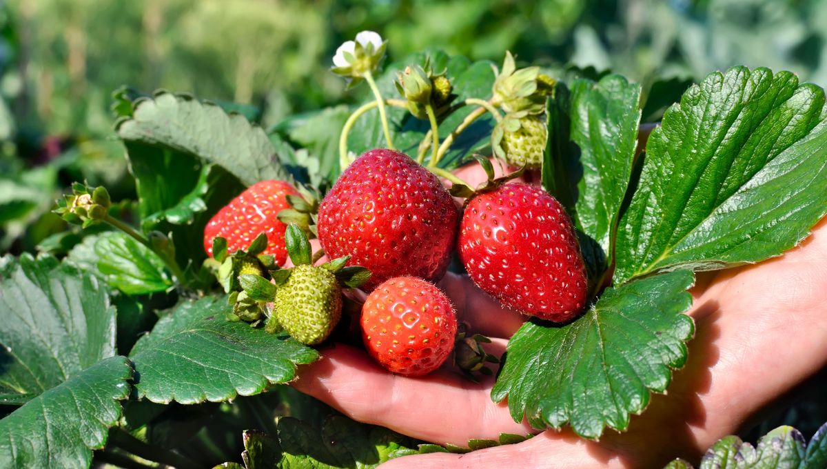 Una planta de frutilla produce entre 20 y 90 unidades por cosecha Una planta de frutilla produce entre 20 y 90 unidades por cosecha
