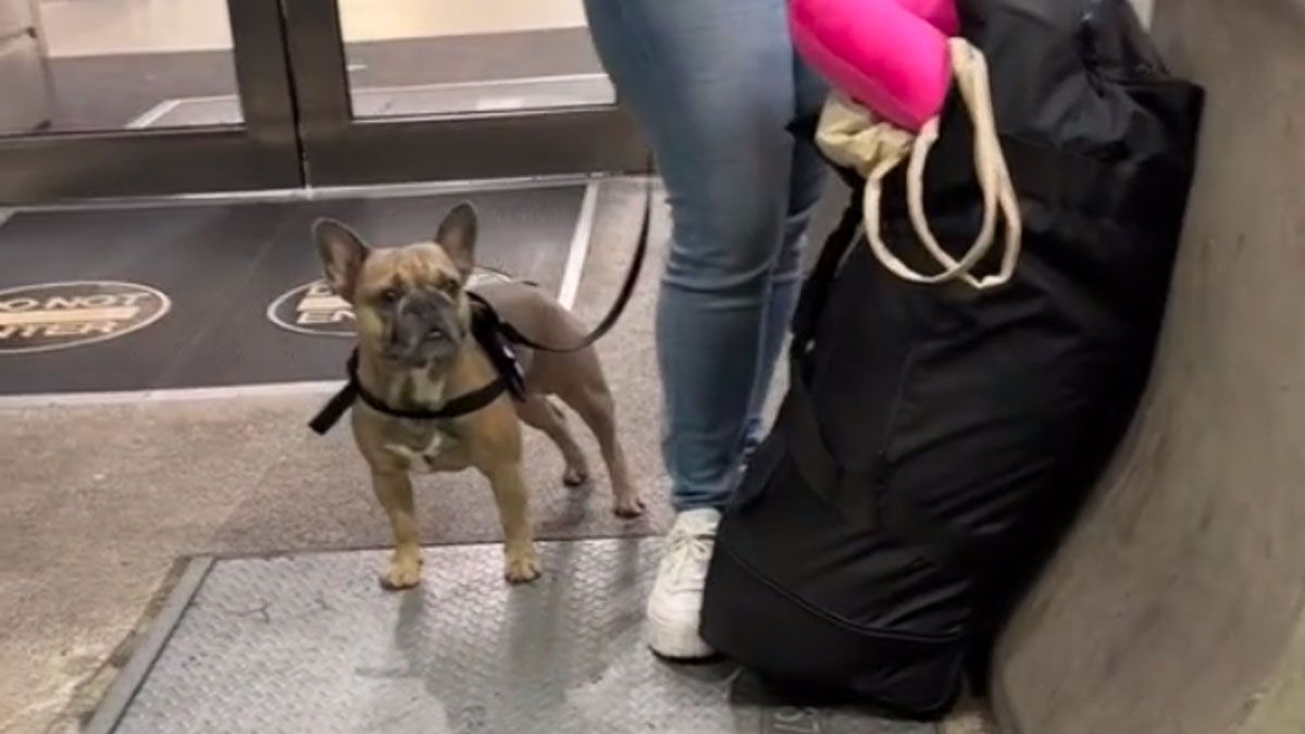 Un perro y su emoción por reencontrarse con su dueño, es furor en las redes sociales.