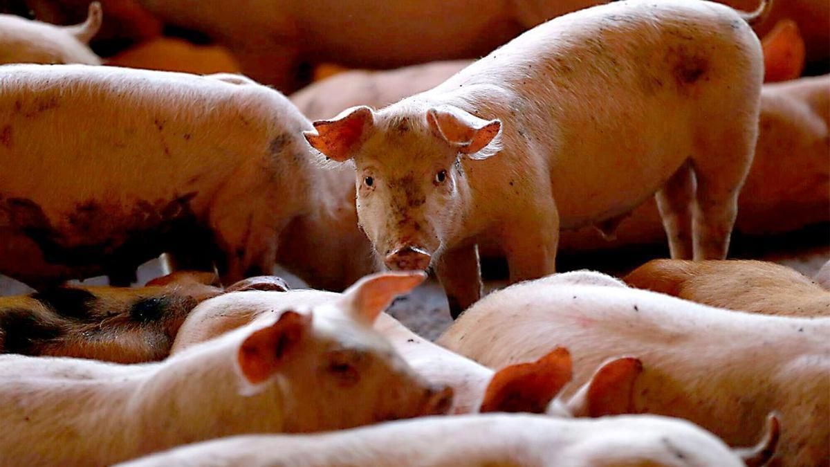 España está intentando controlar una epidemia de peste porcina. España está intentando controlar una epidemia de peste porcina.