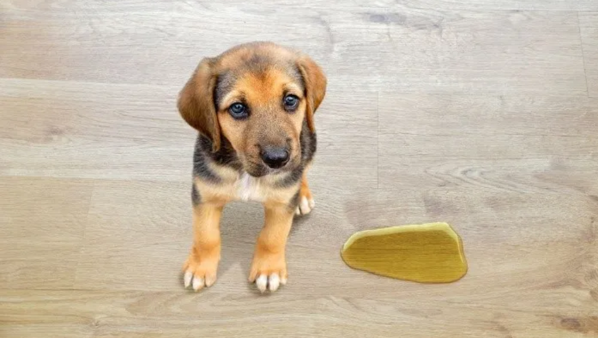 Truco infalible para evitar que tu mascota orine en casa