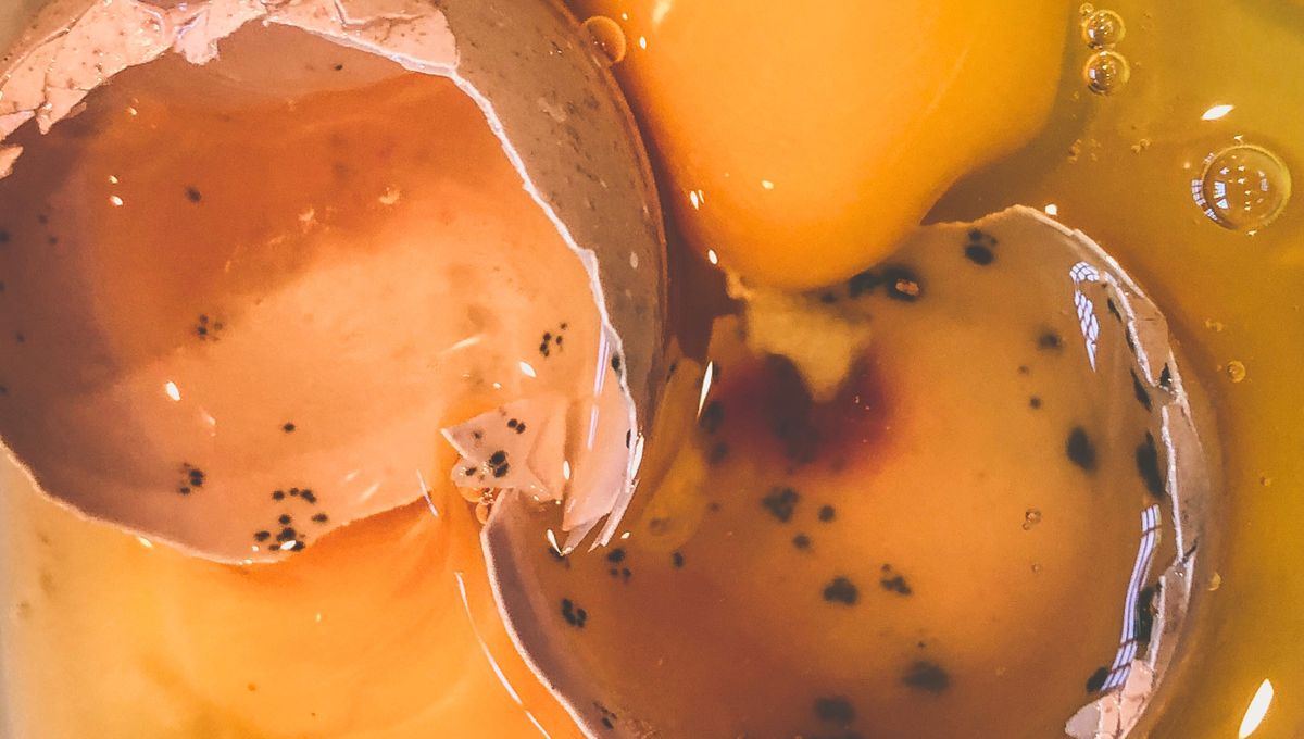 Qué pasa si los huevos están podridos