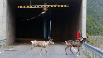 Calor récord en Noruega lleva a los renos a refugiarse en cuevas