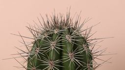 Las plantas con espinas suelen atraer la mala suerte: dónde colocarlas para que esto no ocurra