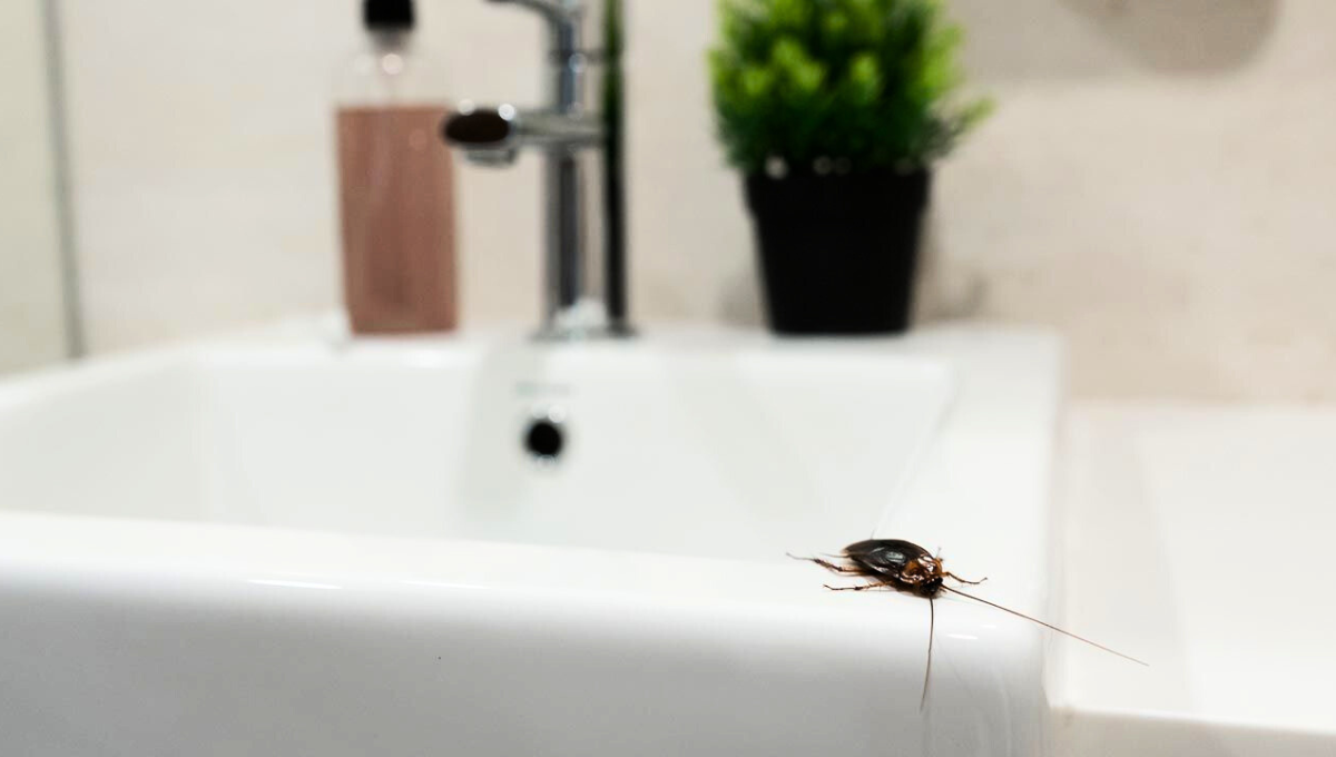 Las cucarachas son insectos que prefieren hábitats cálidos y húmedos, ya que les permite mantener sus funciones biológicas y reproducción en óptimas condiciones