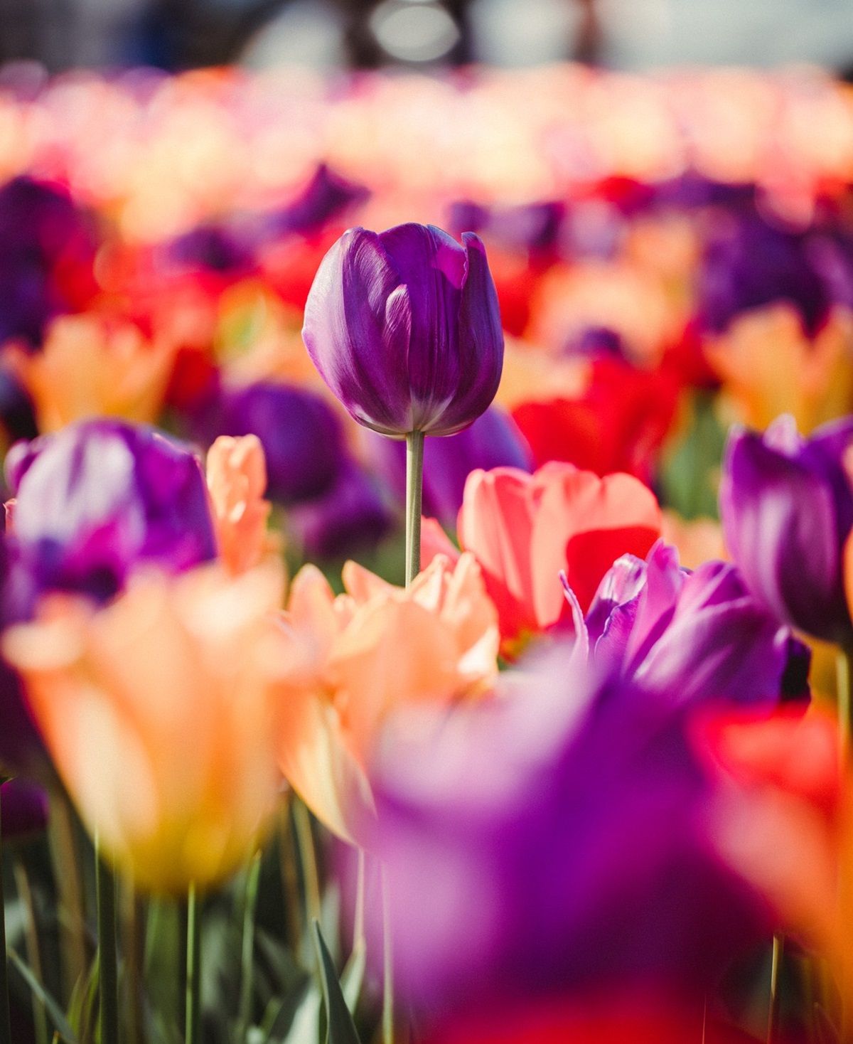 Los tulipanes son plantas originarias de Asia central.&nbsp;