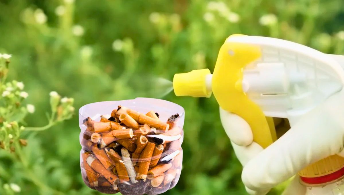 En este sentido, un truco de jardinería poco conocido es usar agua de tabaco o agua con colillas de cigarrillo para cuidar tu jazmín de posibles plagas. En este sentido, un truco de jardinería poco conocido es usar agua de tabaco o agua con colillas de cigarrillo para cuidar tu jazmín de posibles plagas.