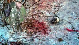 La mascota no era, lógicamente, lo que se conoce como mascota La mascota no era, lógicamente, lo que se conoce como mascota