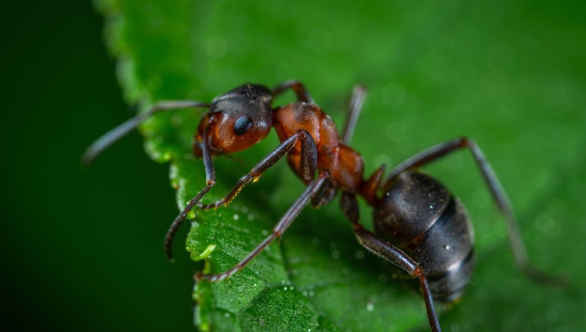 Las hormigas suelen destruir las plantas. Las hormigas suelen destruir las plantas. 