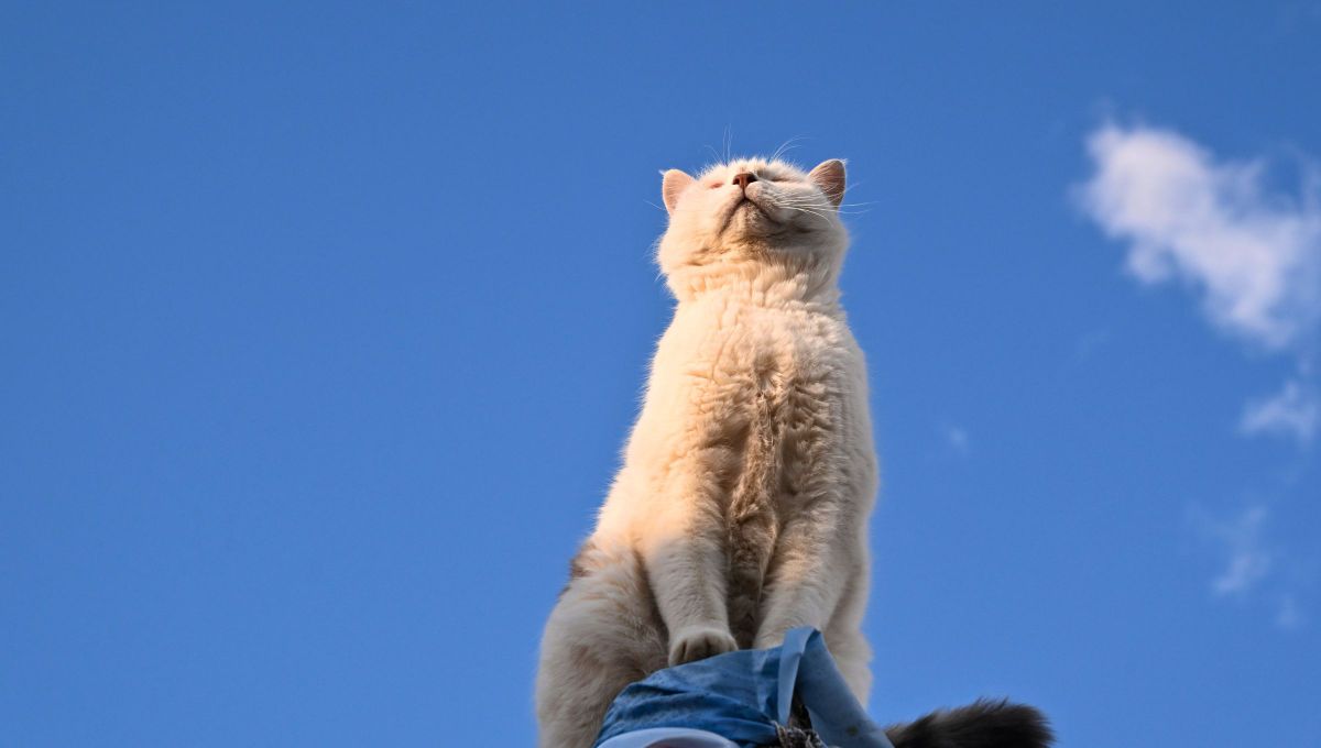 Día del animal: los animales que cambiaron la historia del mundo y se convirtieron en héroes