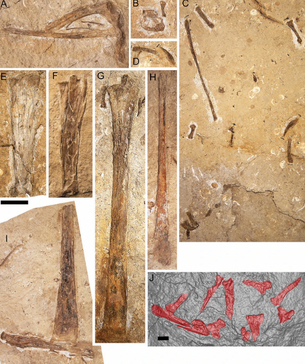 El descubrimiento emocionó a los investigadores. El descubrimiento emocionó a los investigadores.