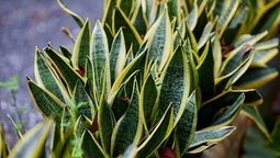 Jardinería: así debes cuidar tu sansevieria en exteriores.