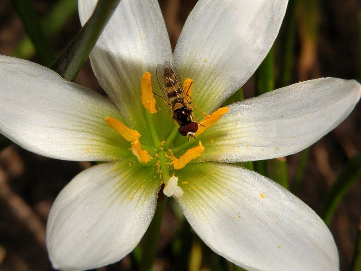 Esta planta además de ser hermosa, atrae a insectos como las mariposas y abejas al jardín. Esta planta además de ser hermosa, atrae a insectos como las mariposas y abejas al jardín.