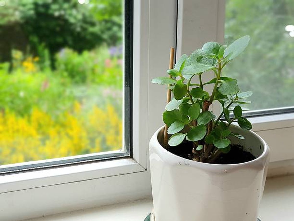 Lo que debes hacer con las macetas de las plantas en invierno. Lo que debes hacer con las macetas de las plantas en invierno.