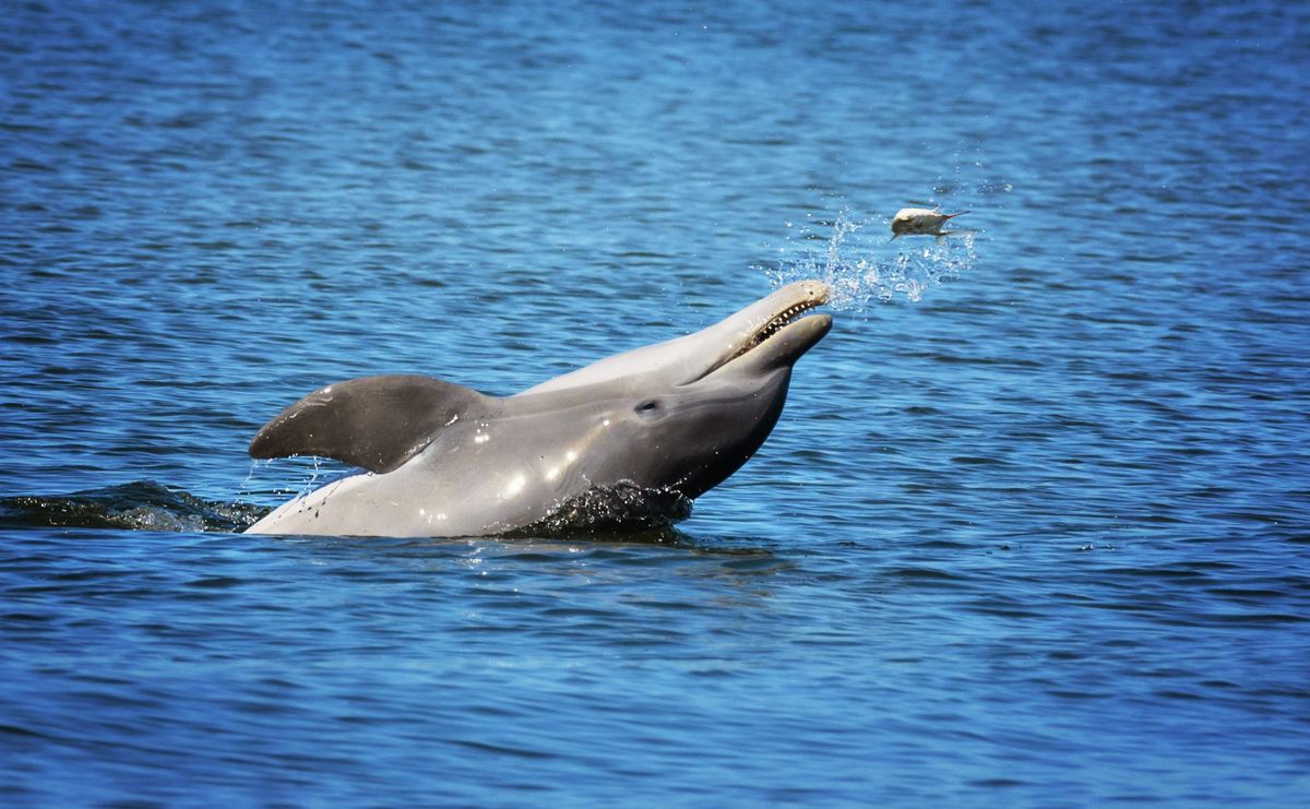 Estudio científico revela que los delfines corren peligro en los océanos de México Estudio científico revela que los delfines corren peligro en los océanos de México