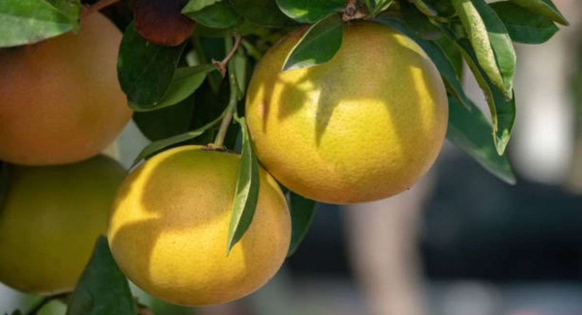¿Cuál es el nombre del árbol de pomelos?